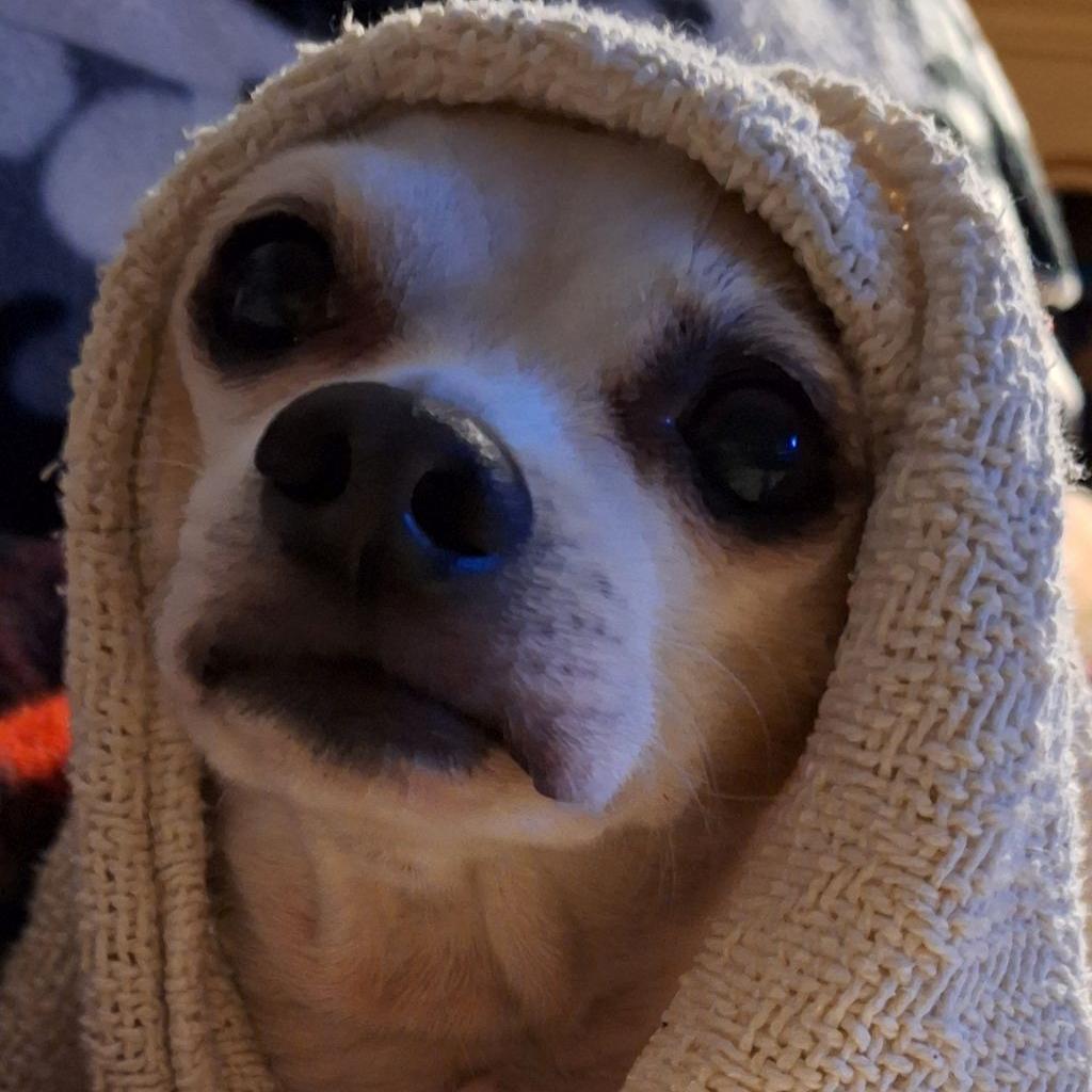 Pepper Spice Boy, an adoptable Chihuahua in Durham, NC, 27709 | Photo Image 6
