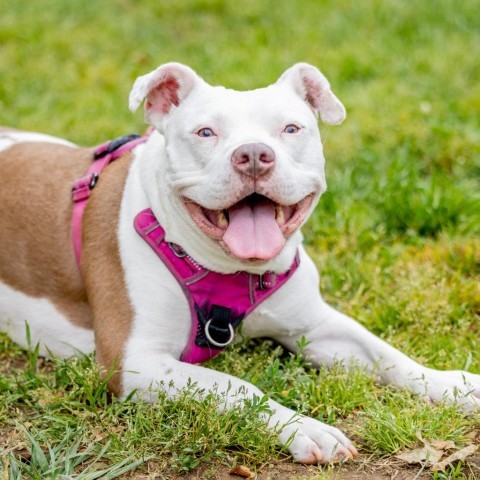 Usagi, an adoptable American Staffordshire Terrier, English Bulldog in Durham, NC, 27709 | Photo Image 1