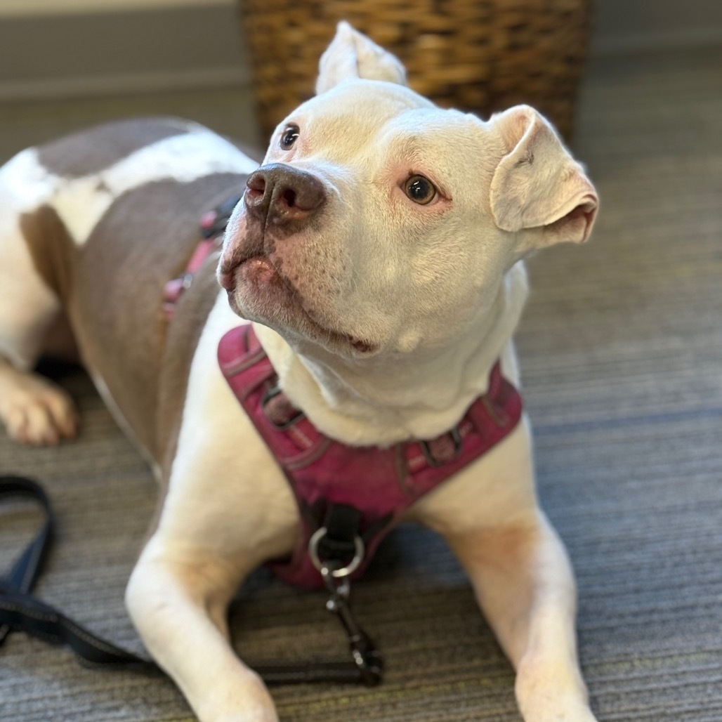 Usagi, an adoptable American Staffordshire Terrier, English Bulldog in Durham, NC, 27709 | Photo Image 1