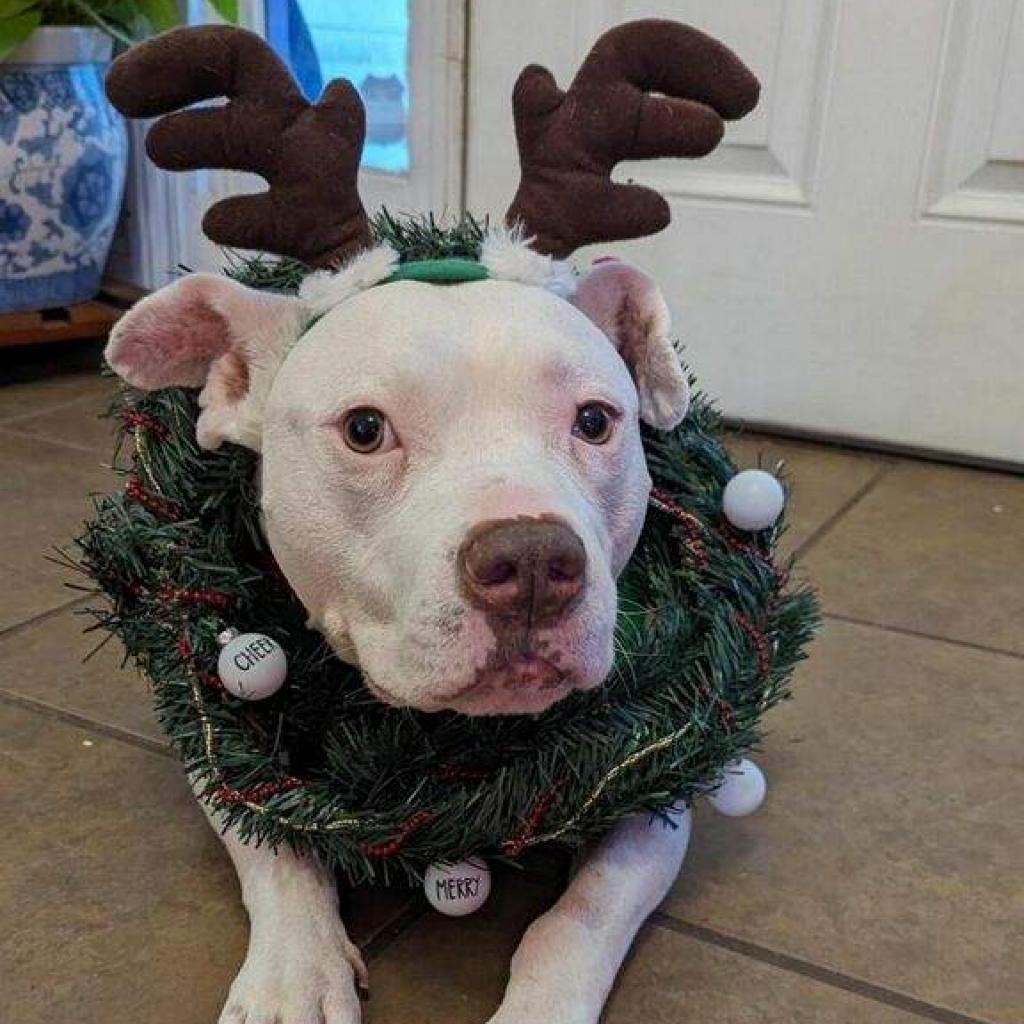 Usagi, an adoptable American Staffordshire Terrier, English Bulldog in Durham, NC, 27709 | Photo Image 3