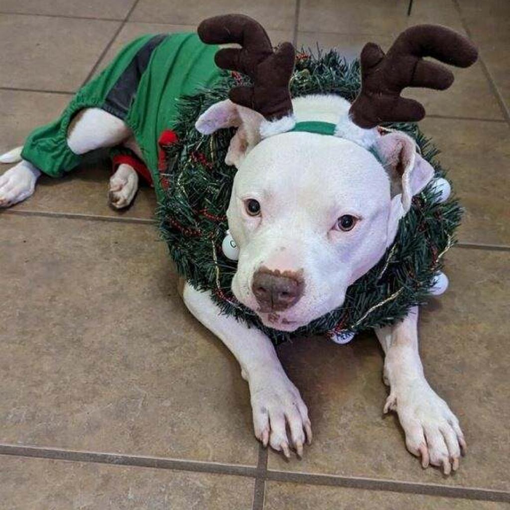 Usagi, an adoptable American Staffordshire Terrier, English Bulldog in Durham, NC, 27709 | Photo Image 4