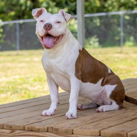 Usagi, an adoptable American Staffordshire Terrier, English Bulldog in Durham, NC, 27709 | Photo Image 5