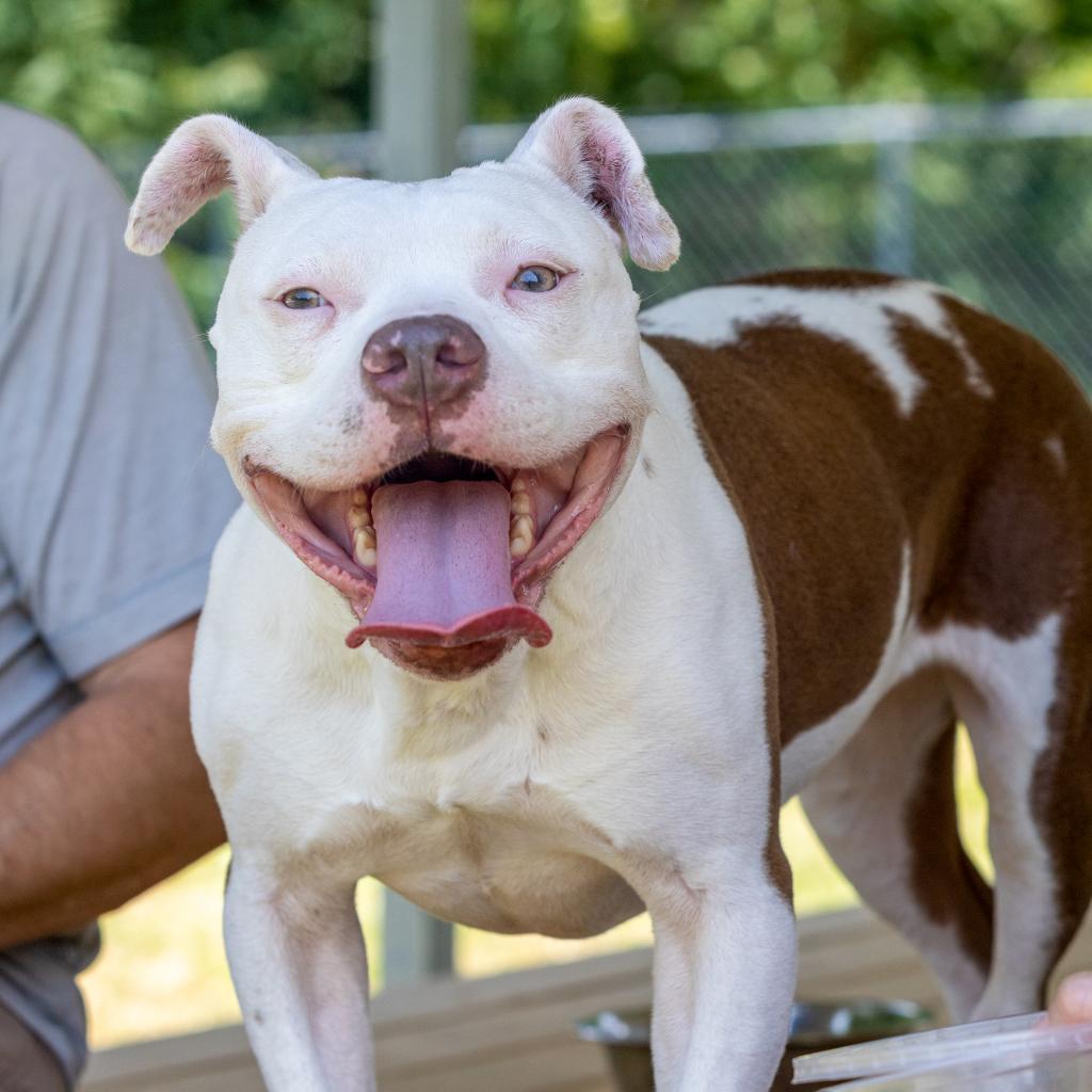 Usagi, an adoptable American Staffordshire Terrier, English Bulldog in Durham, NC, 27709 | Photo Image 5