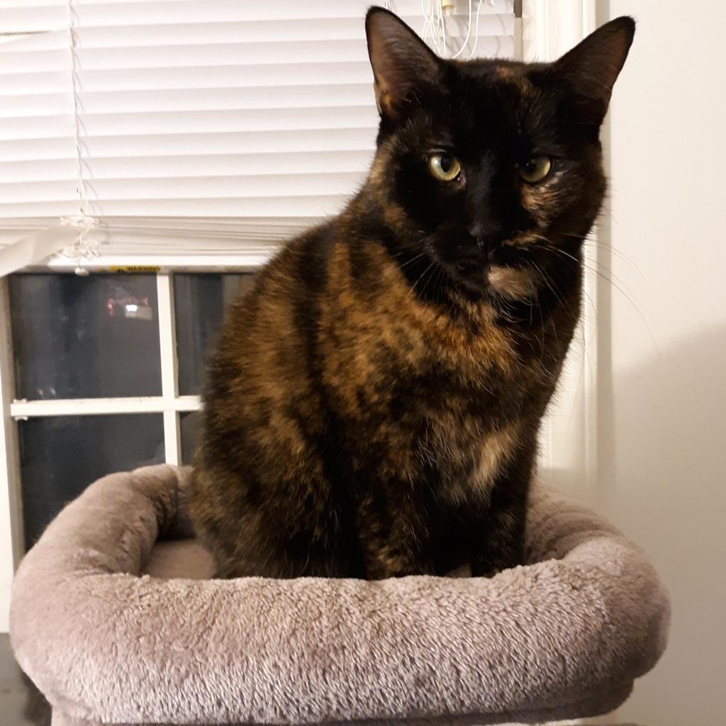 Tia, an adoptable Domestic Short Hair in Durham, NC, 27709 | Photo Image 1