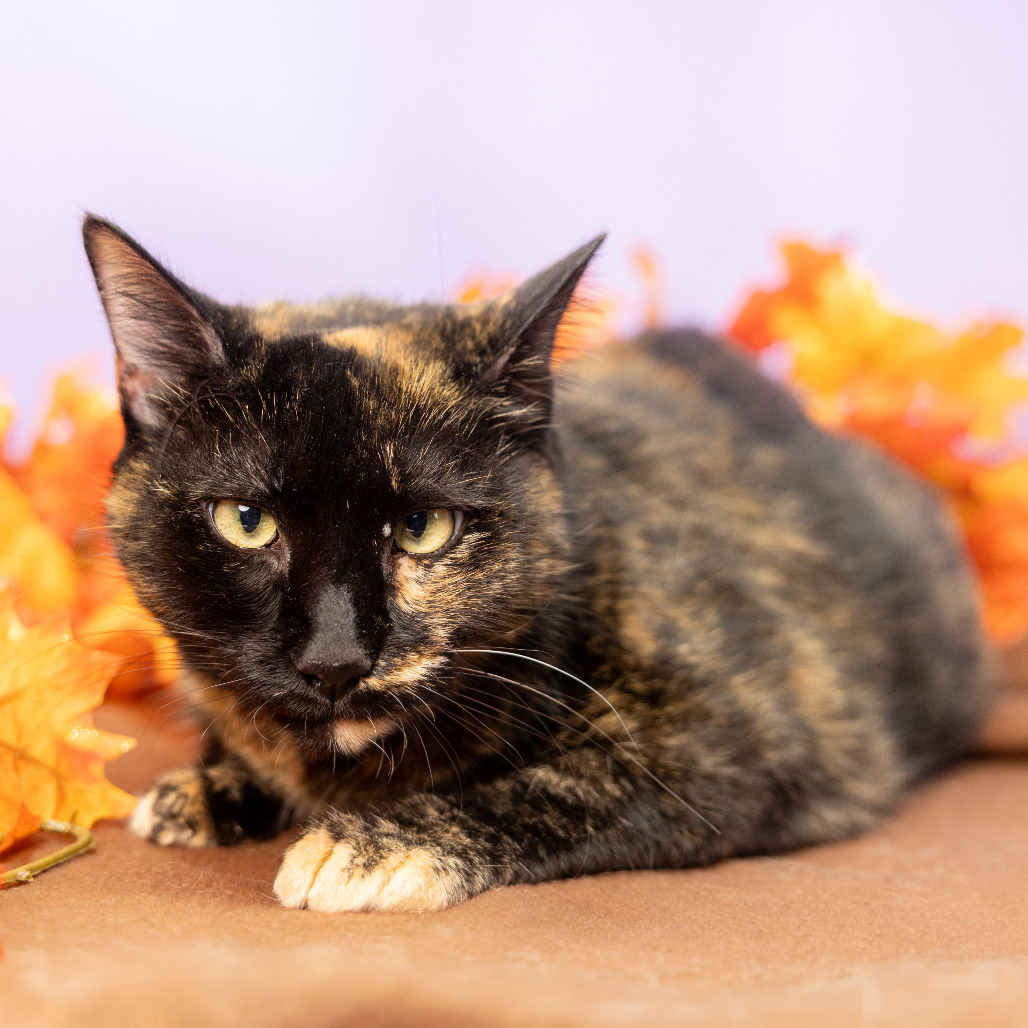 Tia, an adoptable Domestic Short Hair in Durham, NC, 27709 | Photo Image 1