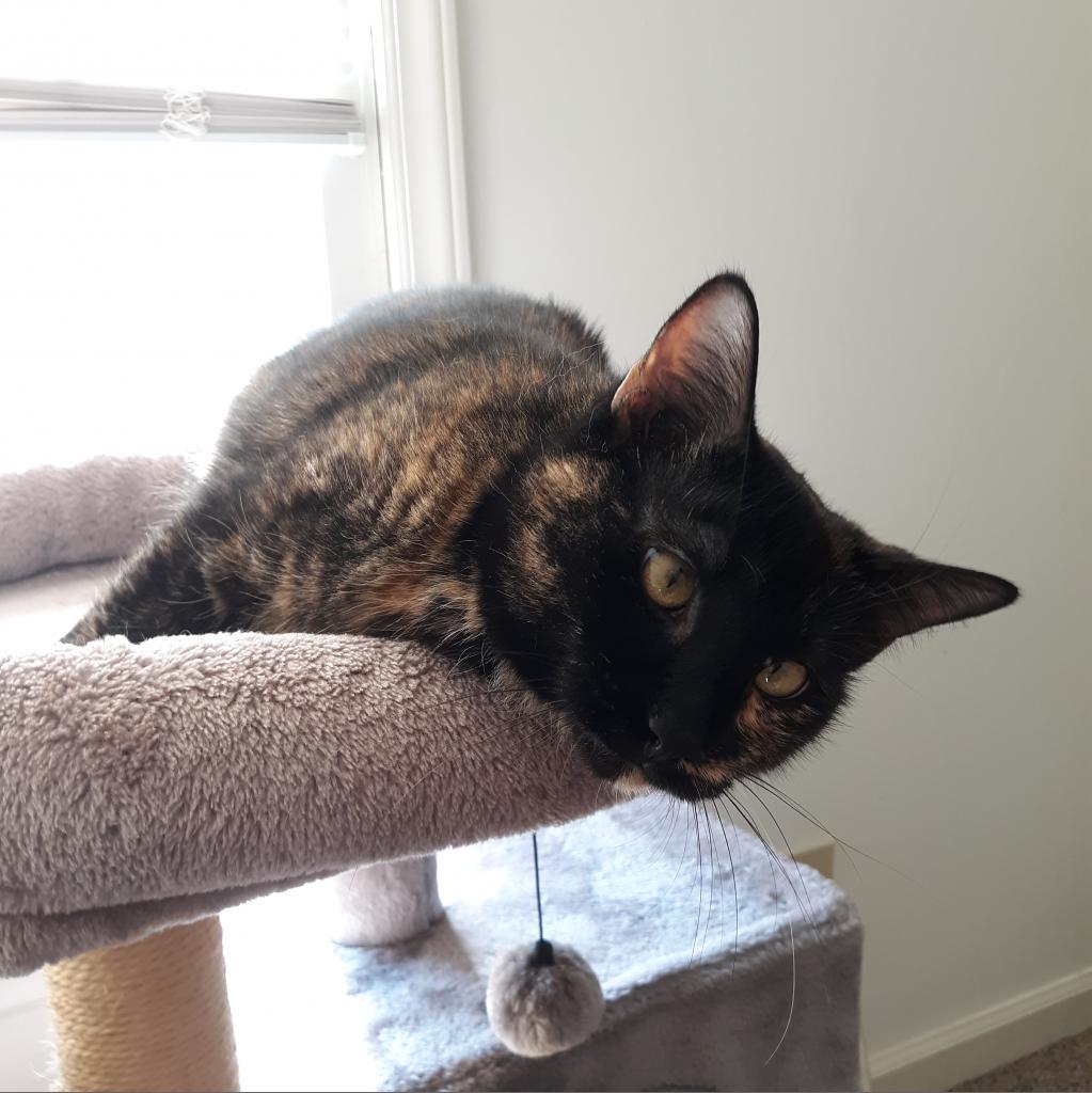 Tia, an adoptable Domestic Short Hair in Durham, NC, 27709 | Photo Image 3