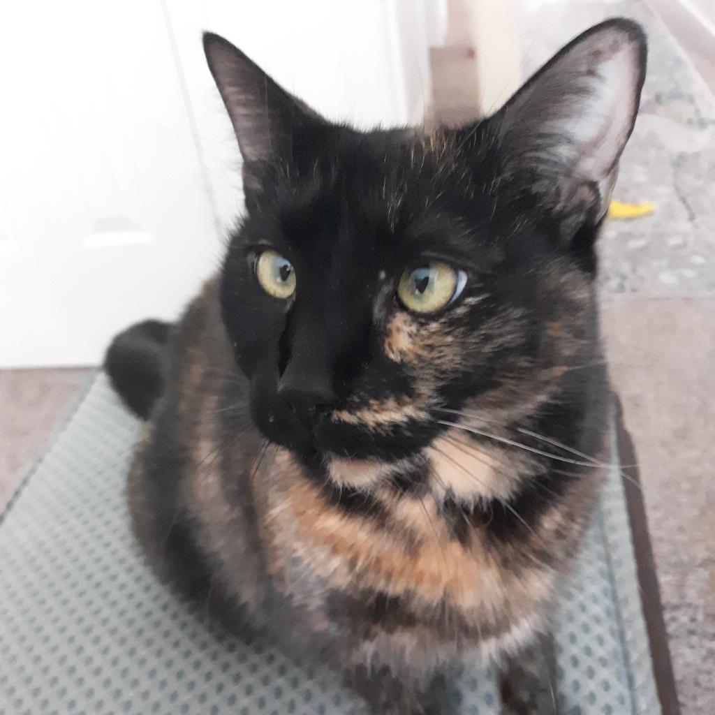 Tia, an adoptable Domestic Short Hair in Durham, NC, 27709 | Photo Image 3