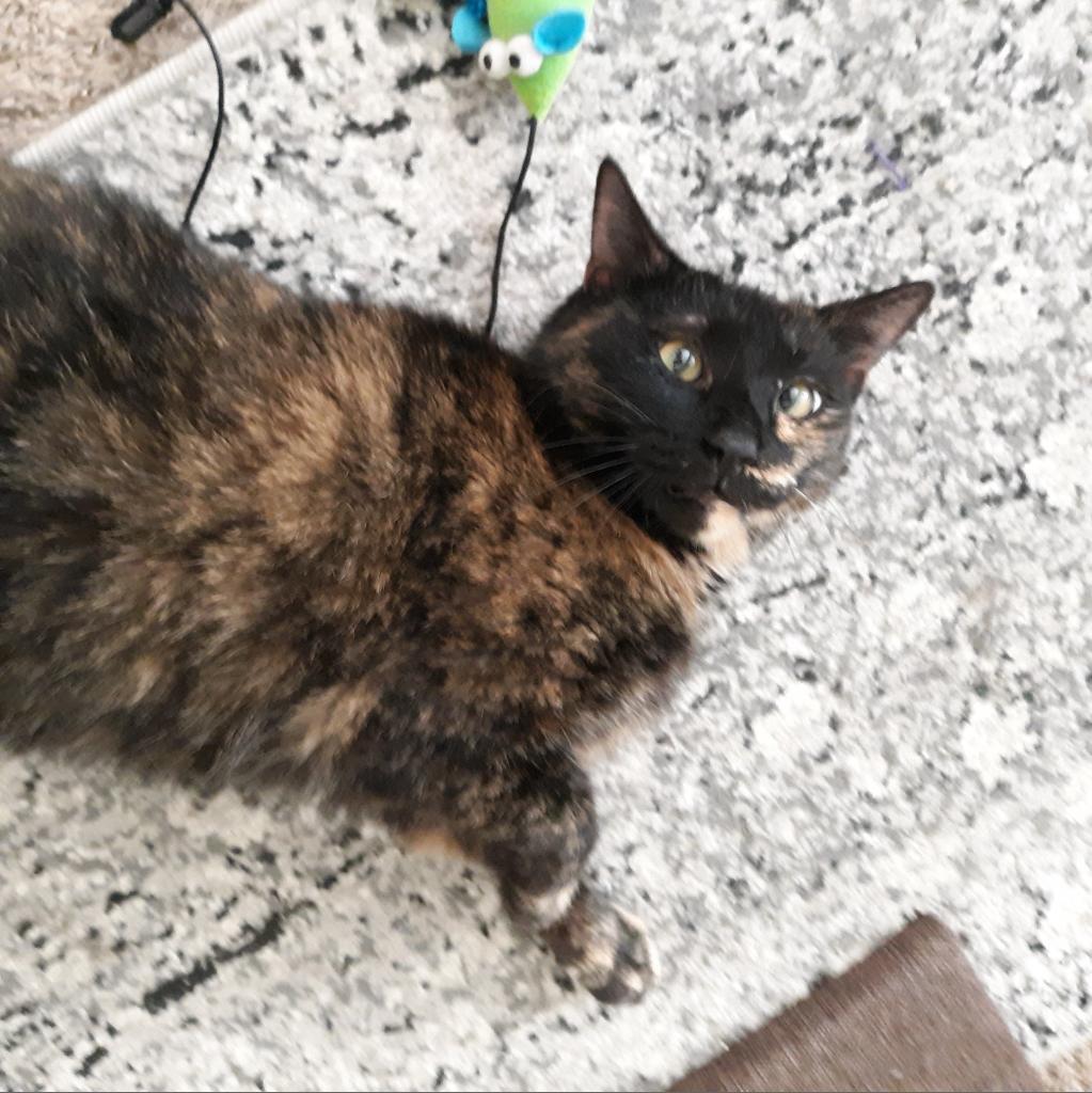 Tia, an adoptable Domestic Short Hair in Durham, NC, 27709 | Photo Image 5