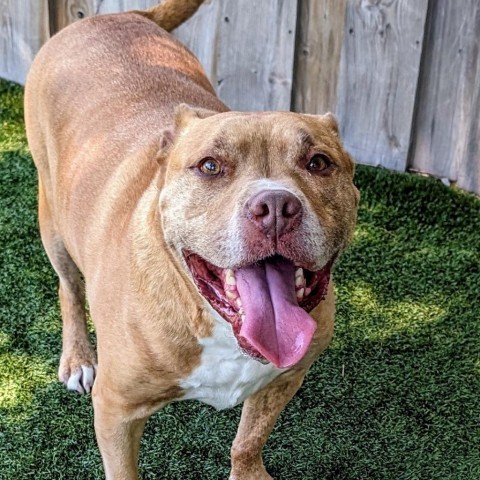 Avocado, an adoptable Mixed Breed in Chicago, IL, 60647 | Photo Image 1