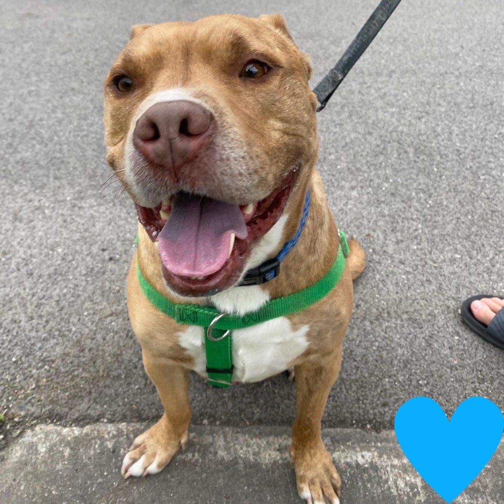 Avocado, an adoptable Mixed Breed in Chicago, IL, 60647 | Photo Image 1