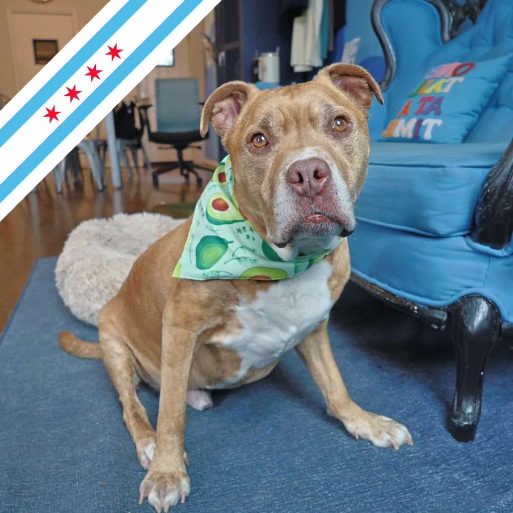 Avocado, an adoptable Mixed Breed in Chicago, IL, 60647 | Photo Image 1