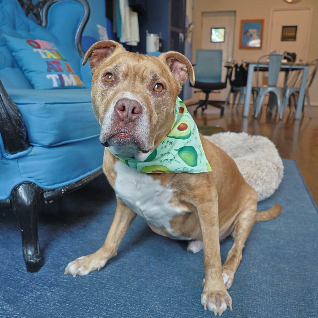 Avocado, an adoptable Mixed Breed in Chicago, IL, 60647 | Photo Image 1