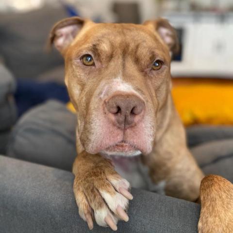 Avocado, an adoptable Mixed Breed in Chicago, IL, 60647 | Photo Image 2