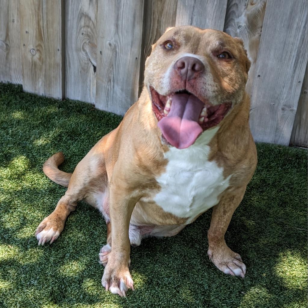 Avocado, an adoptable Mixed Breed in Chicago, IL, 60647 | Photo Image 2