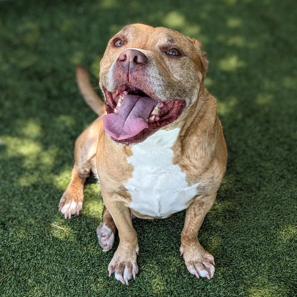 Avocado, an adoptable Mixed Breed in Chicago, IL, 60647 | Photo Image 2