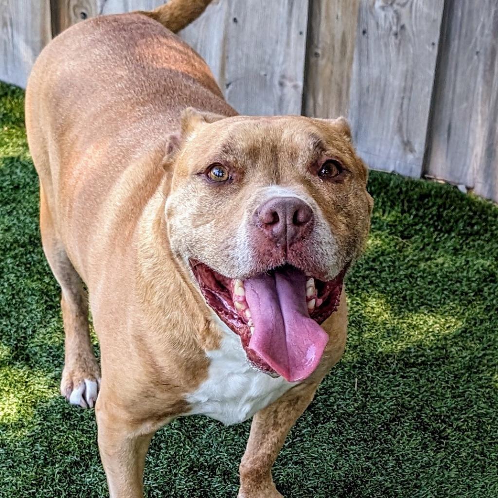 Avocado, an adoptable Mixed Breed in Chicago, IL, 60647 | Photo Image 3