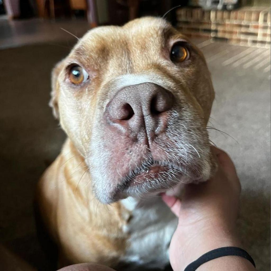 Avocado, an adoptable Mixed Breed in Chicago, IL, 60647 | Photo Image 3