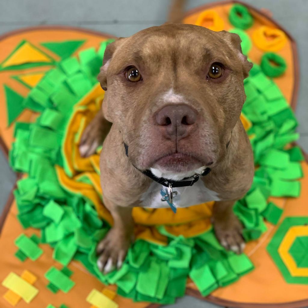 Avocado, an adoptable Mixed Breed in Chicago, IL, 60647 | Photo Image 4