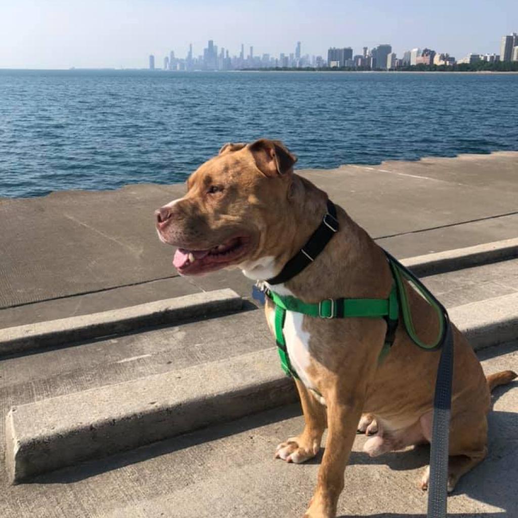 Avocado, an adoptable Mixed Breed in Chicago, IL, 60647 | Photo Image 4