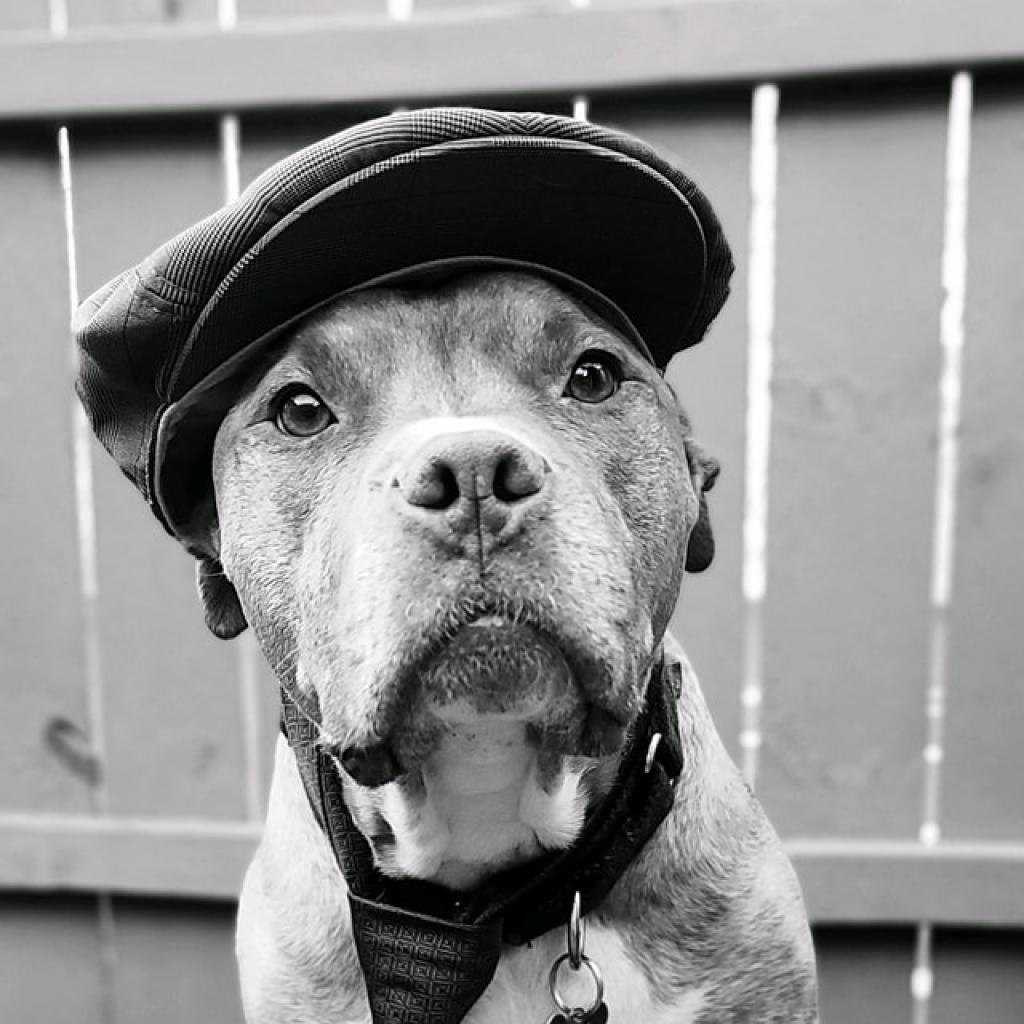 Avocado, an adoptable Mixed Breed in Chicago, IL, 60647 | Photo Image 5