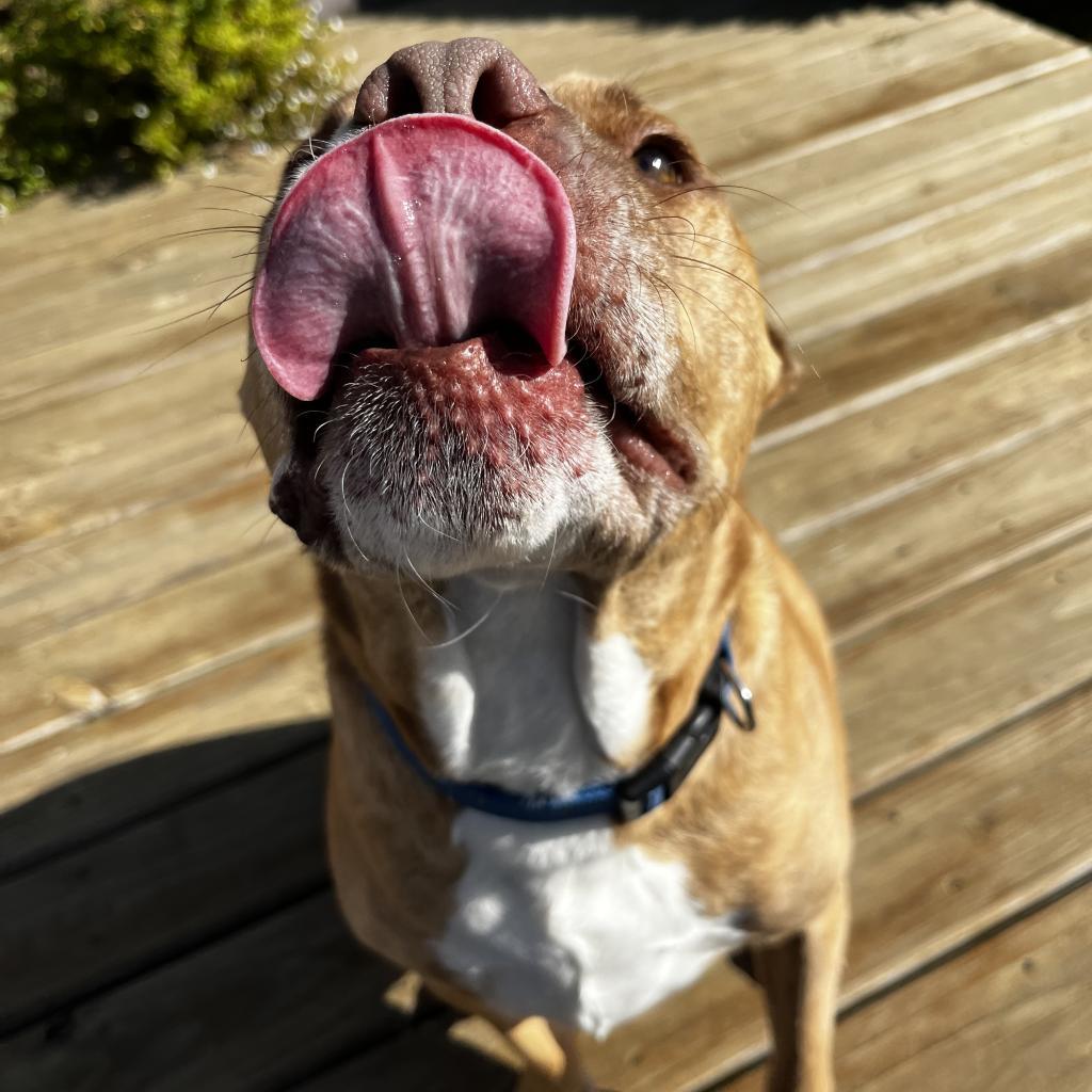 Avocado, an adoptable Mixed Breed in Chicago, IL, 60647 | Photo Image 6