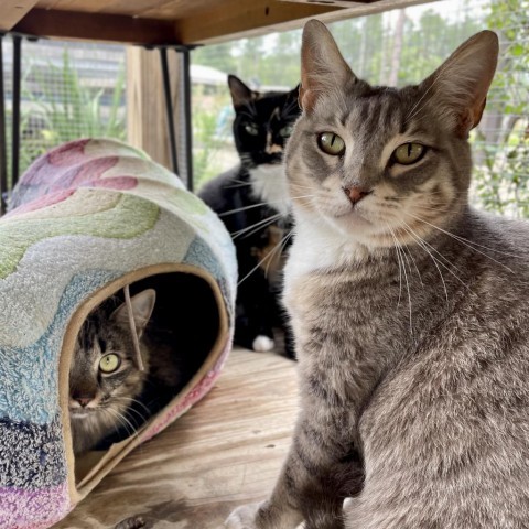 Rose, an adoptable American Shorthair in Freeport, FL, 32439 | Photo Image 1