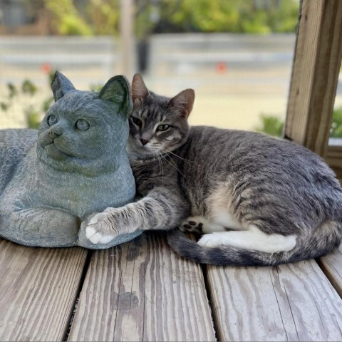 Rose, an adoptable American Shorthair in Freeport, FL, 32439 | Photo Image 2