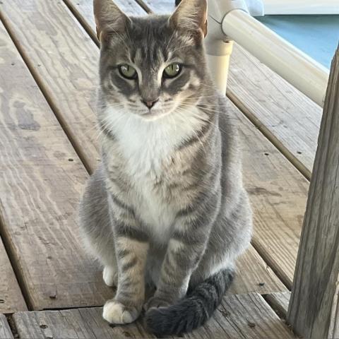 Rose, an adoptable American Shorthair in Freeport, FL, 32439 | Photo Image 3