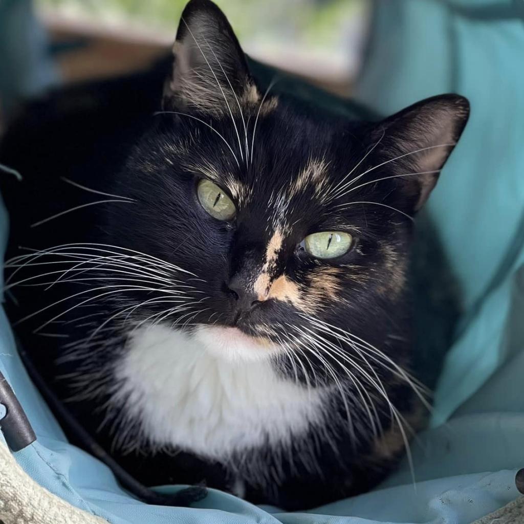 Kit, an adoptable Domestic Short Hair in Freeport, FL, 32439 | Photo Image 1