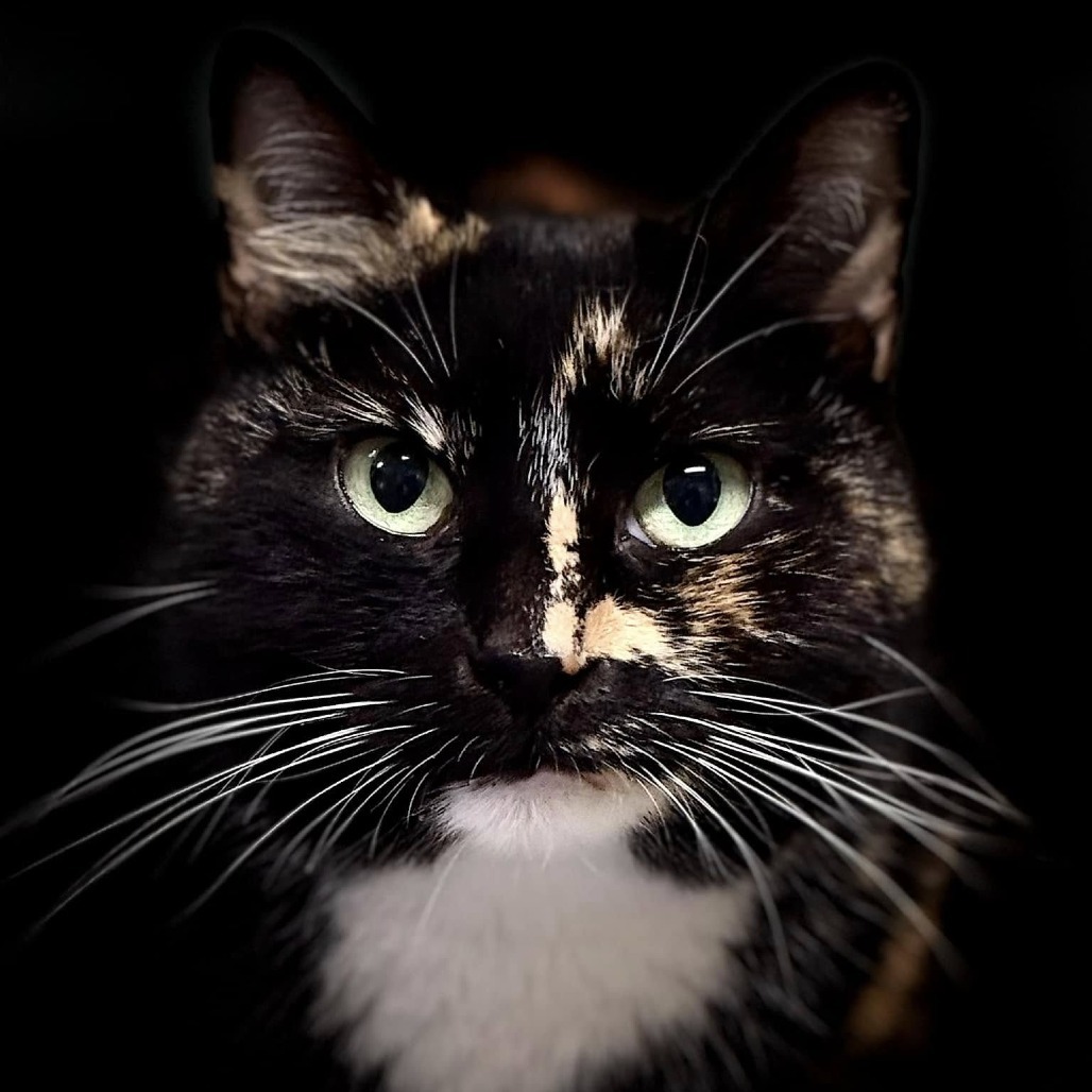 Kit, an adoptable Domestic Short Hair in Freeport, FL, 32439 | Photo Image 1