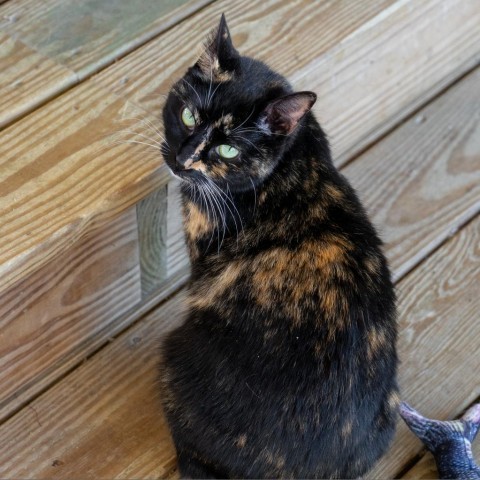 Kit, an adoptable Domestic Short Hair in Freeport, FL, 32439 | Photo Image 2