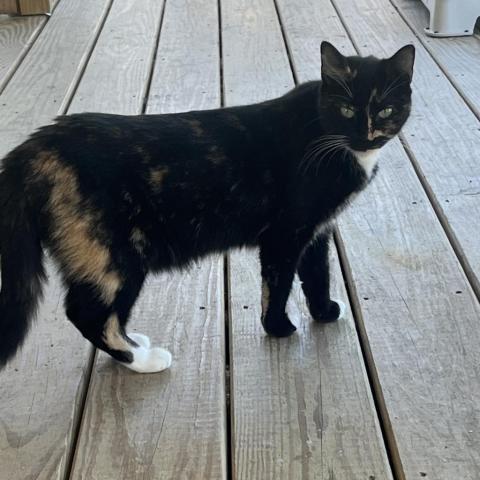 Kit, an adoptable Domestic Short Hair in Freeport, FL, 32439 | Photo Image 3