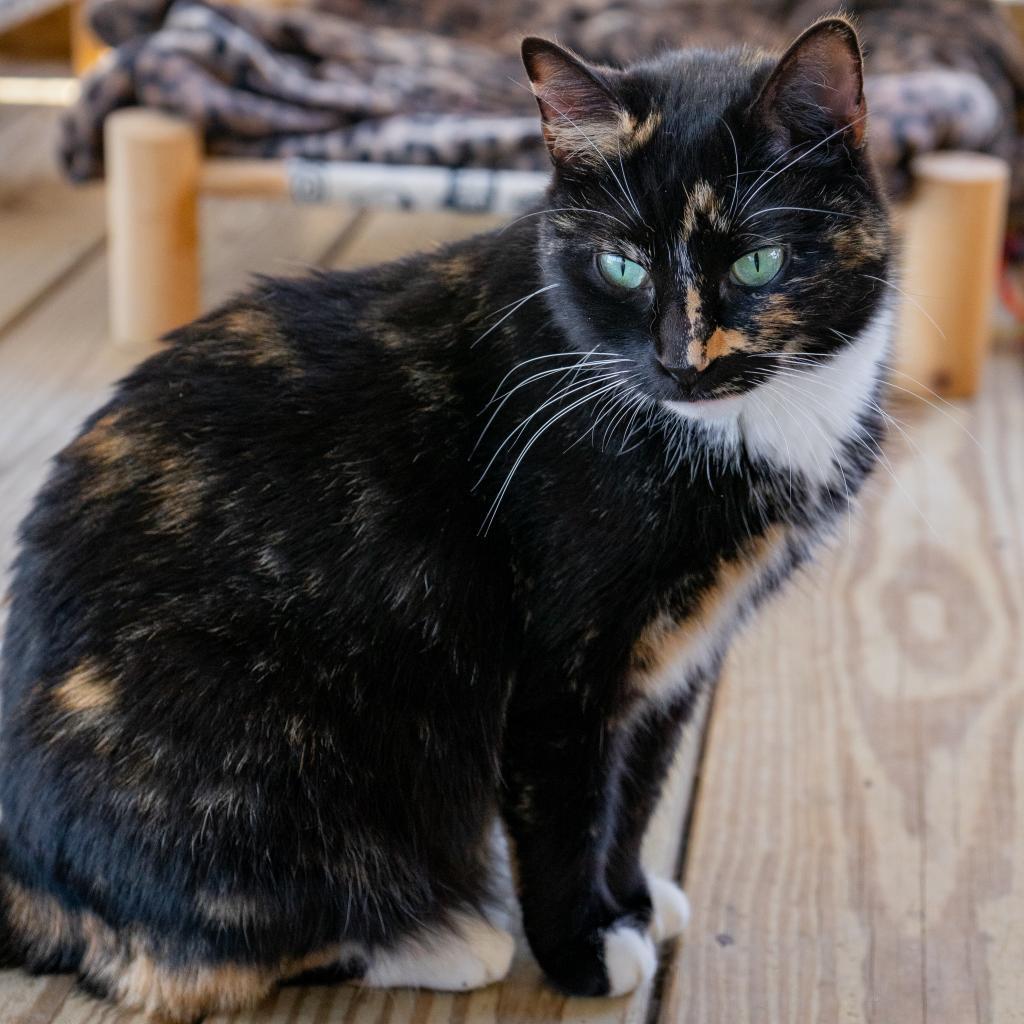 Kit, an adoptable Domestic Short Hair in Freeport, FL, 32439 | Photo Image 3