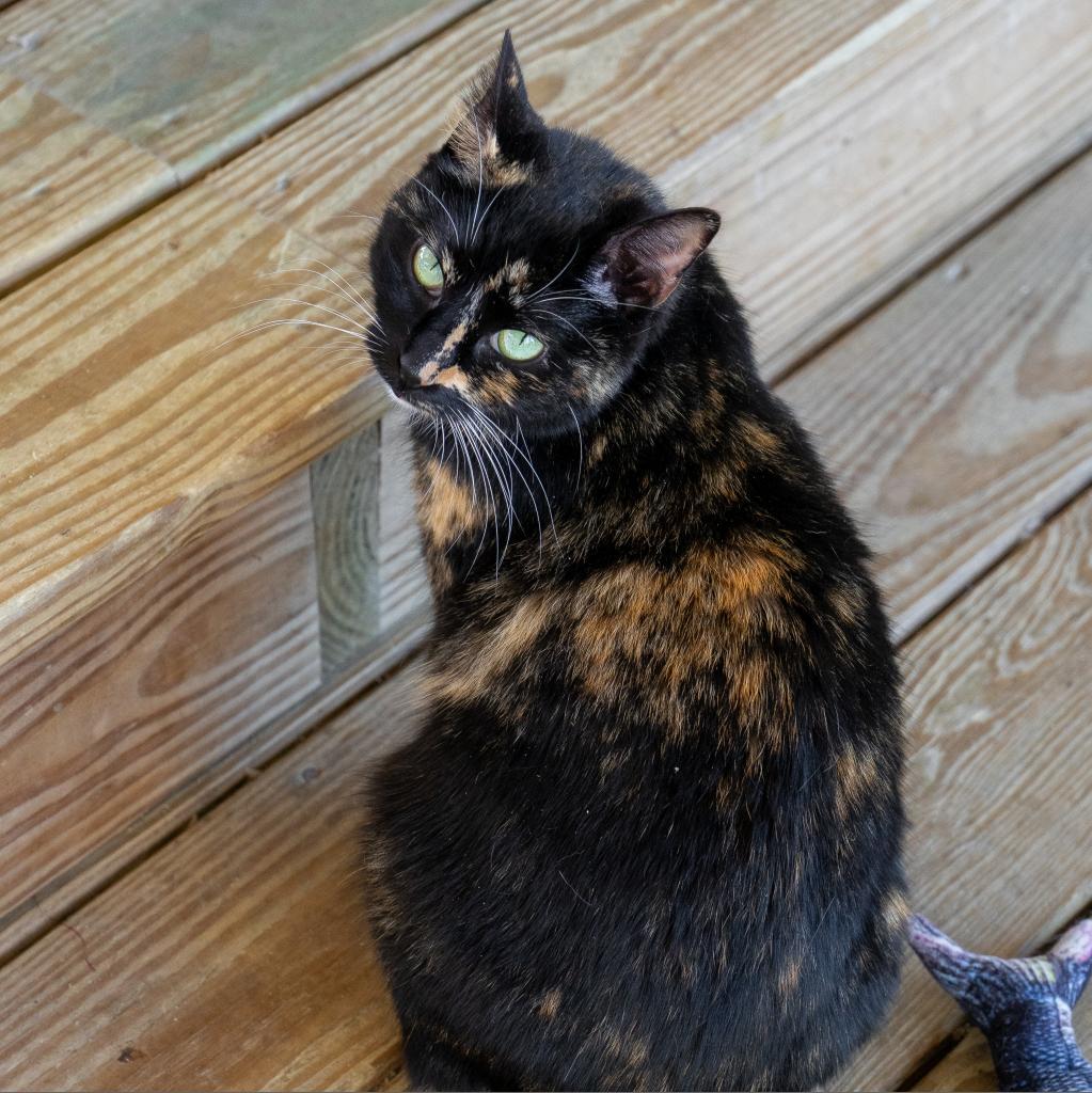 Kit, an adoptable Domestic Short Hair in Freeport, FL, 32439 | Photo Image 4