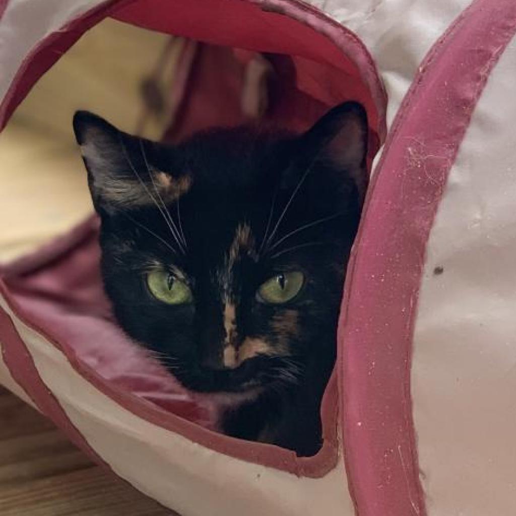 Kit, an adoptable Domestic Short Hair in Freeport, FL, 32439 | Photo Image 6