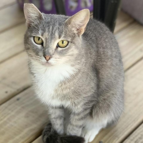 Lilly, an adoptable American Shorthair in Freeport, FL, 32439 | Photo Image 1