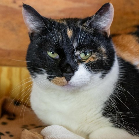 Plum, an adoptable Domestic Short Hair in Freeport, FL, 32439 | Photo Image 1