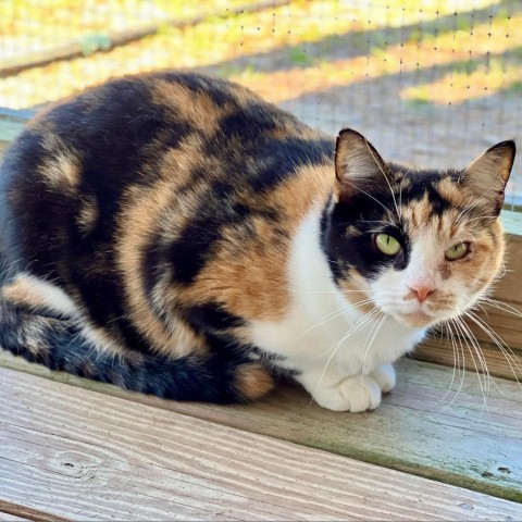 Calypso, an adoptable Domestic Short Hair in Freeport, FL, 32439 | Photo Image 1