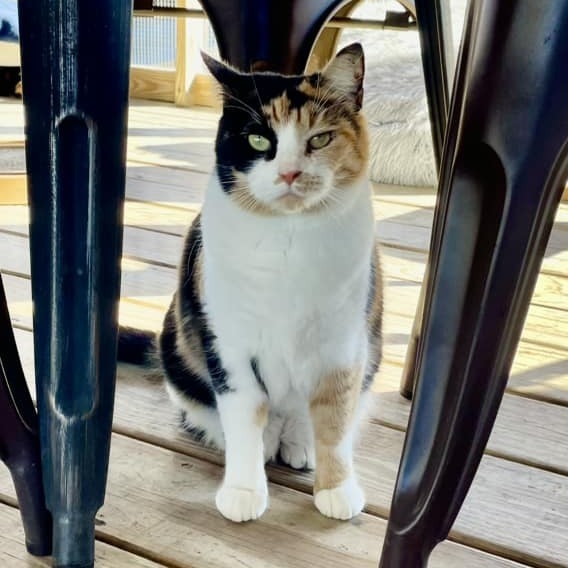 Calypso, an adoptable Domestic Short Hair in Freeport, FL, 32439 | Photo Image 1