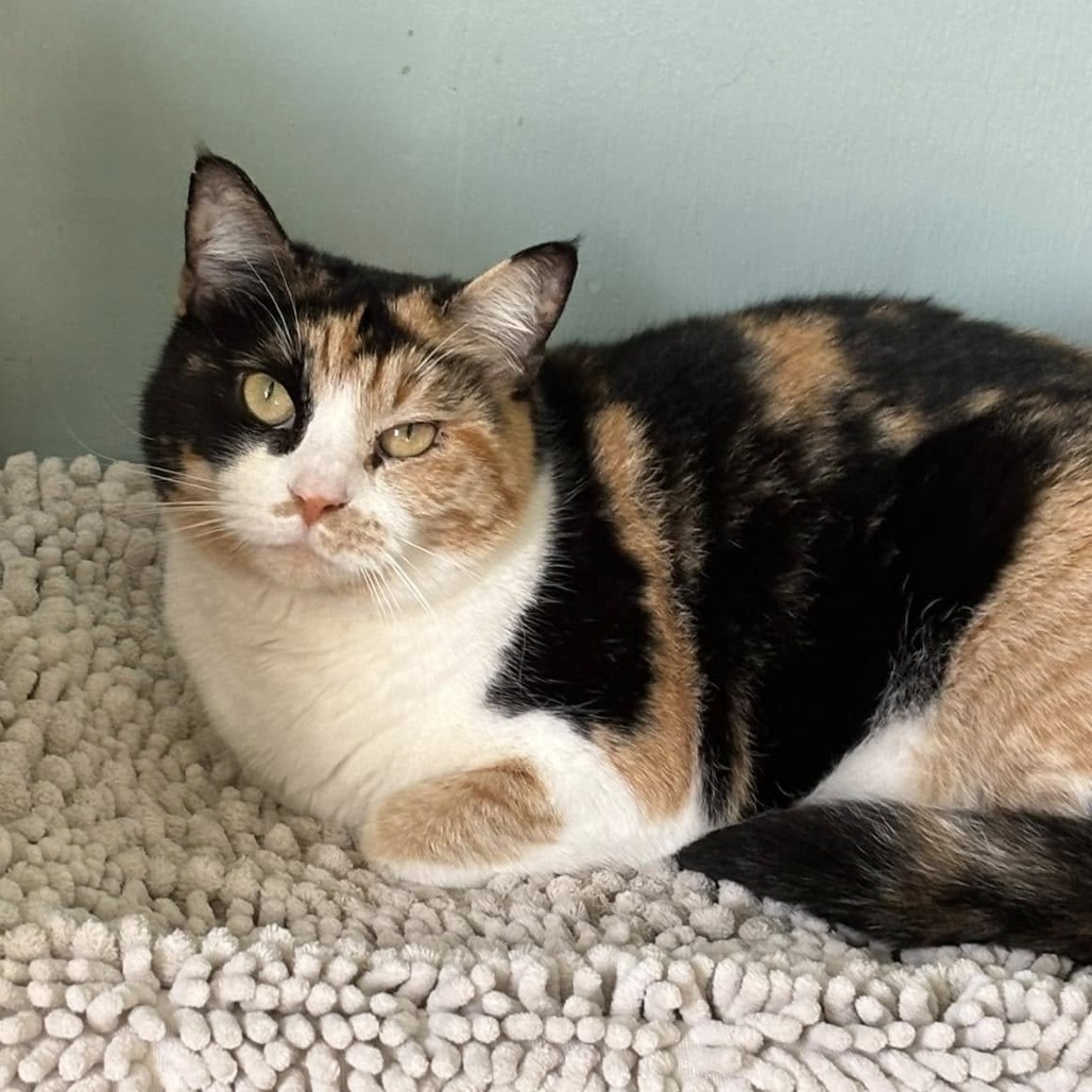Calypso, an adoptable Domestic Short Hair in Freeport, FL, 32439 | Photo Image 1