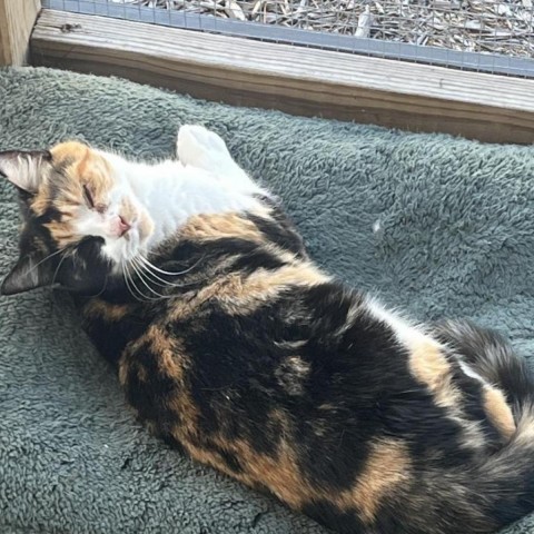 Calypso, an adoptable Domestic Short Hair in Freeport, FL, 32439 | Photo Image 2