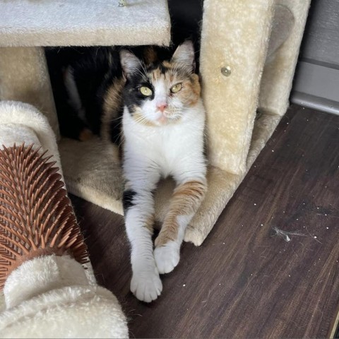 Calypso, an adoptable Domestic Short Hair in Freeport, FL, 32439 | Photo Image 3