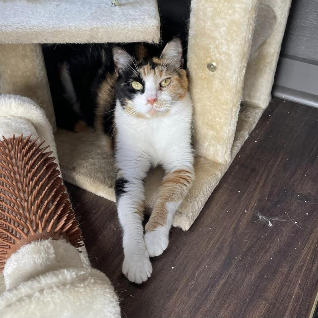 Calypso, an adoptable Domestic Short Hair in Freeport, FL, 32439 | Photo Image 4