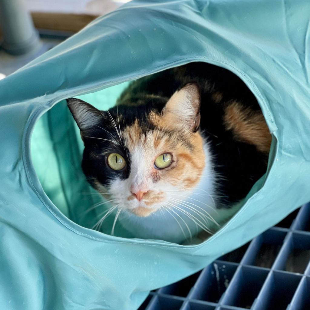 Calypso, an adoptable Domestic Short Hair in Freeport, FL, 32439 | Photo Image 5