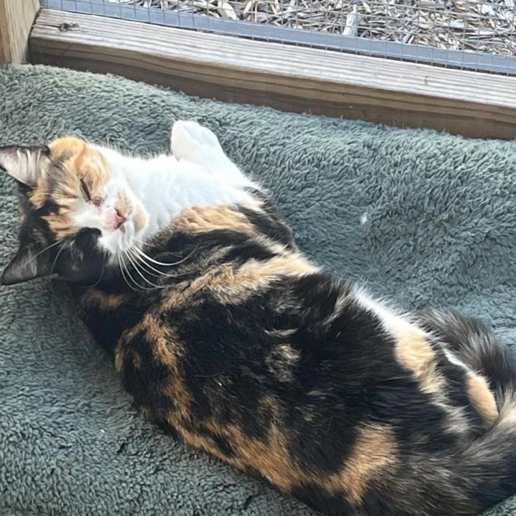 Calypso, an adoptable Domestic Short Hair in Freeport, FL, 32439 | Photo Image 6