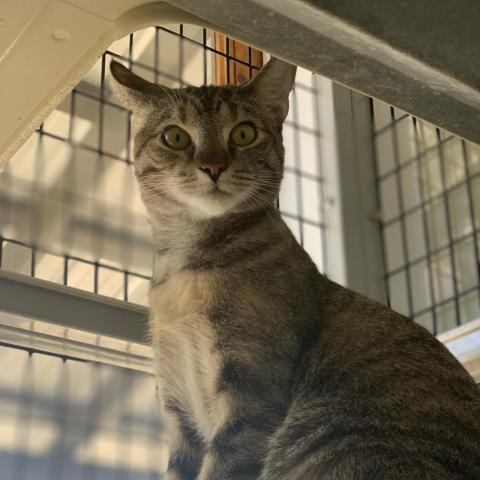 AB Coral, an adoptable Domestic Short Hair in Freeport, FL, 32439 | Photo Image 2