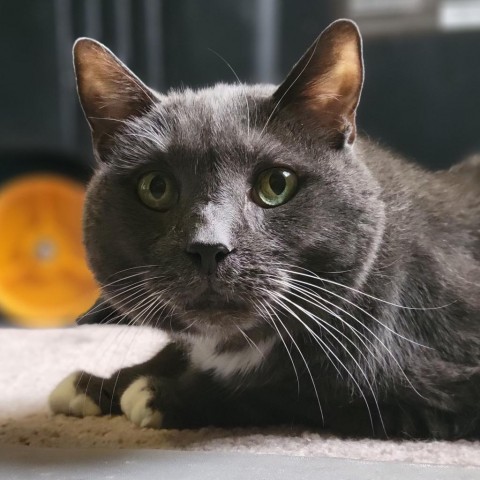 Yuri Gagarin, an adoptable Russian Blue, Domestic Short Hair in Brownsboro, AL, 35741 | Photo Image 1