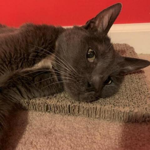 Yuri Gagarin, an adoptable Russian Blue, Domestic Short Hair in Brownsboro, AL, 35741 | Photo Image 2