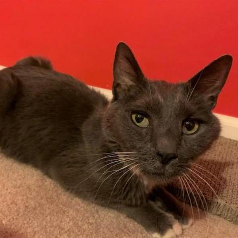 Yuri Gagarin, an adoptable Russian Blue, Domestic Short Hair in Brownsboro, AL, 35741 | Photo Image 2