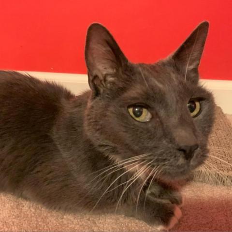 Yuri Gagarin, an adoptable Russian Blue, Domestic Short Hair in Brownsboro, AL, 35741 | Photo Image 3